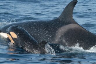 Orcas