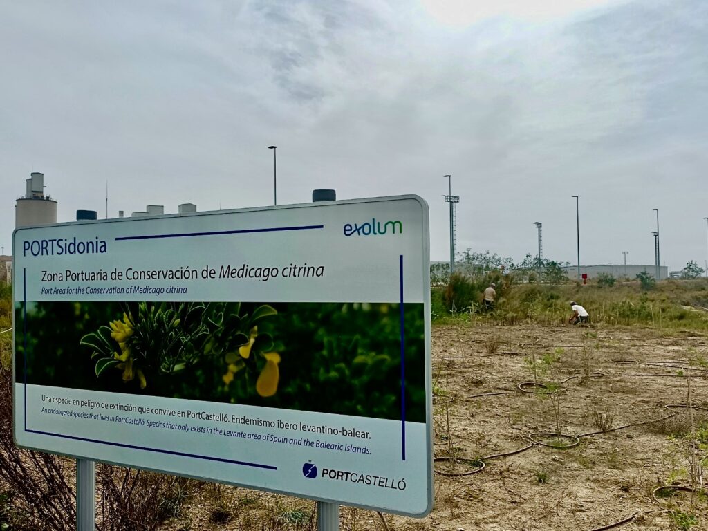 PortCastelló - Posidonia - PortSidonia