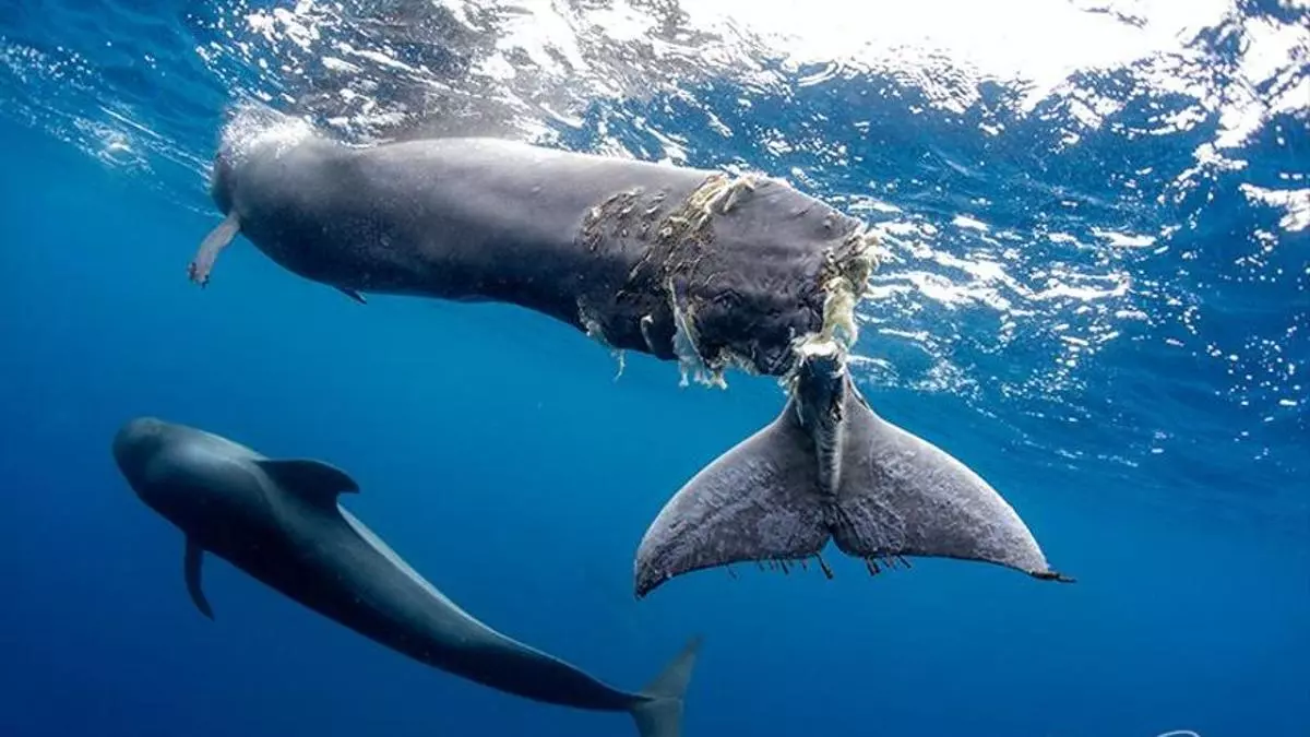 canarias