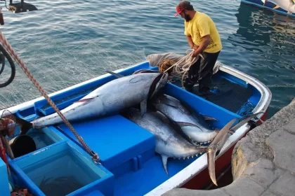 Canarias
