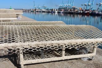 Puerto de Algeciras - microarrecifes