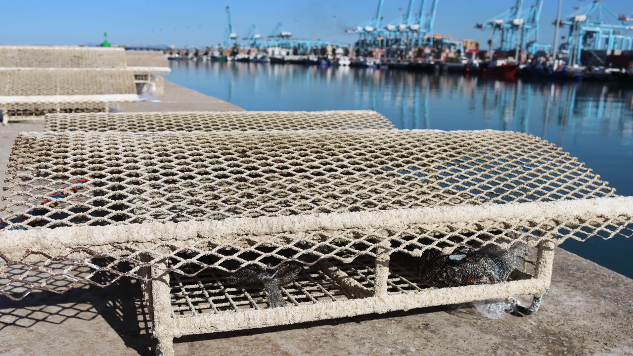 Puerto de Algeciras - microarrecifes