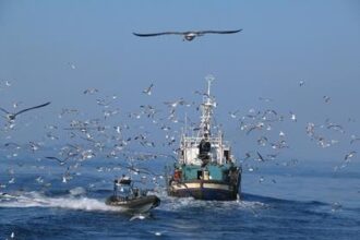 pesca