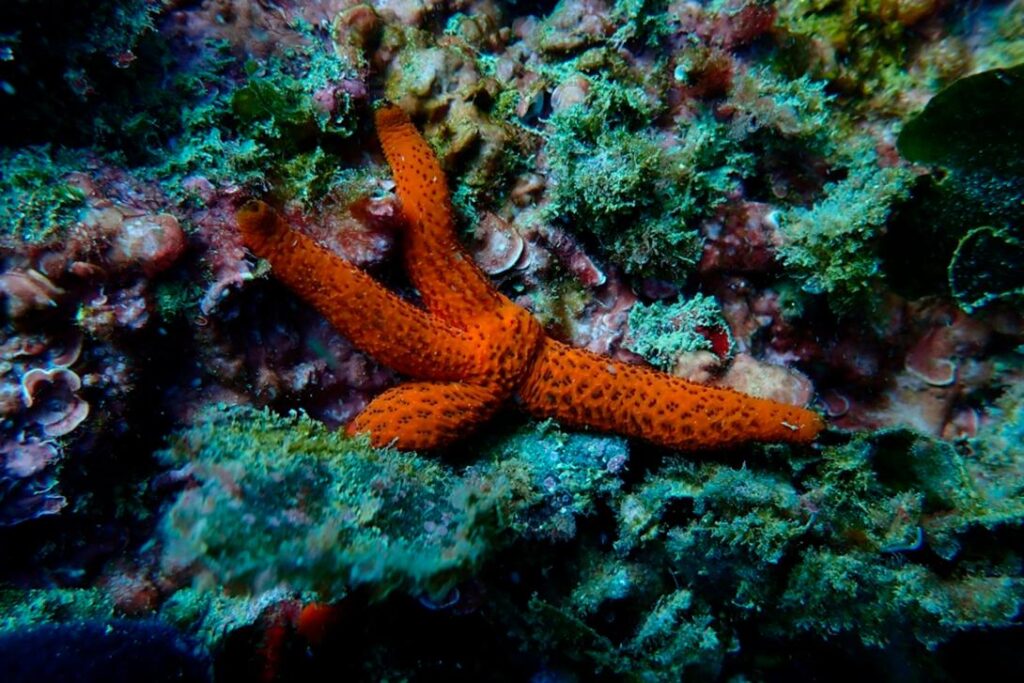 La Fundación BCN Port Innovation y Nactiva regeneran la biodiversidad marina del Port de Barcelona