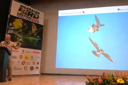 El asentamiento del halcón peregrino en Port Tarragona se expone como un caso de éxito en un festival ornitológico de Colombia