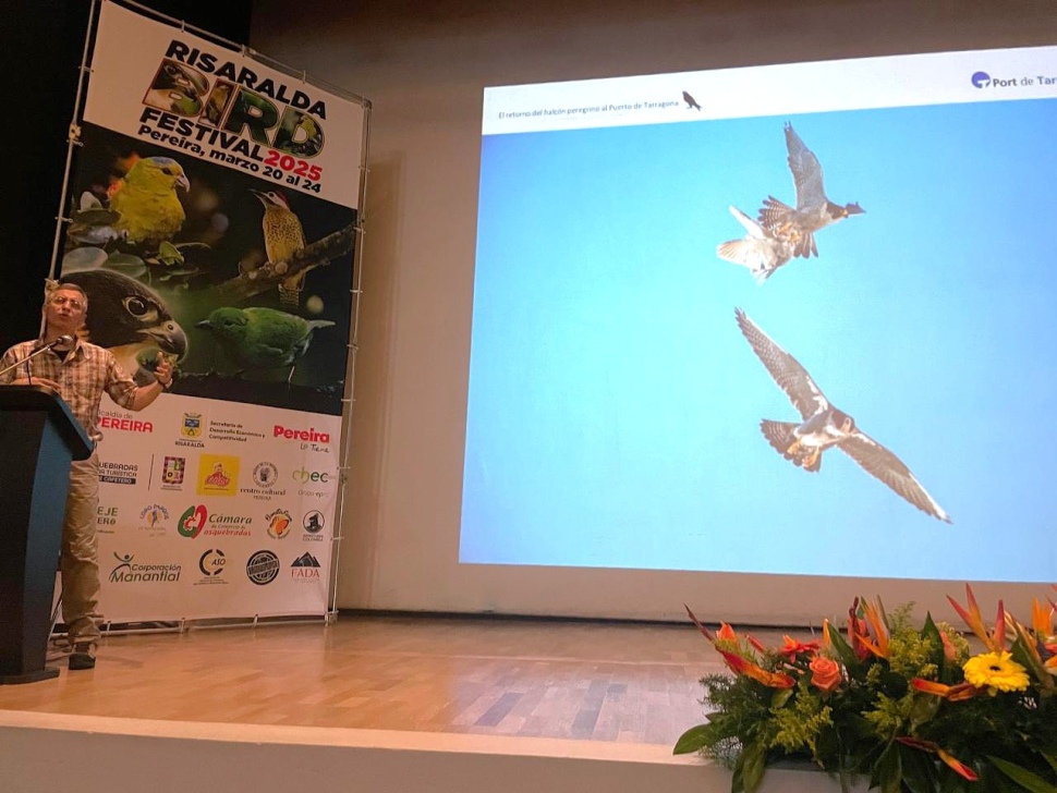 El asentamiento del halcón peregrino en Port Tarragona se expone como un caso de éxito en un festival ornitológico de Colombia