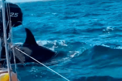 Orcas