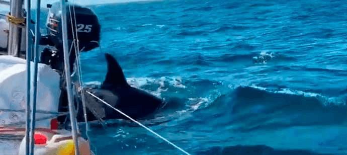 Orcas