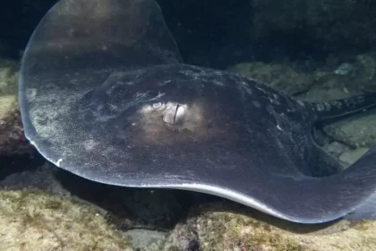 Canarias