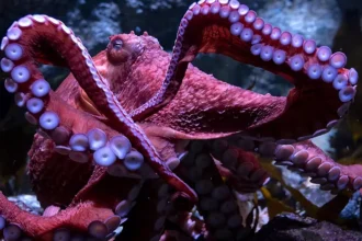pulpo