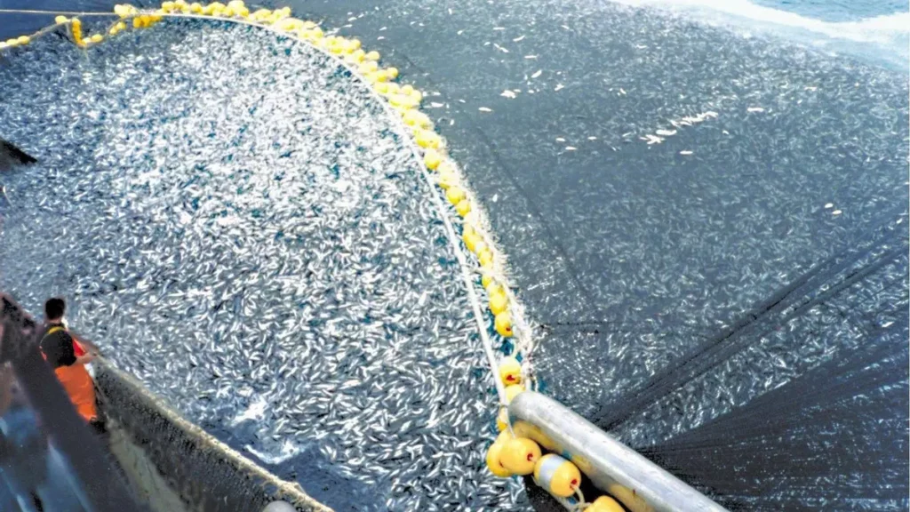 pesca