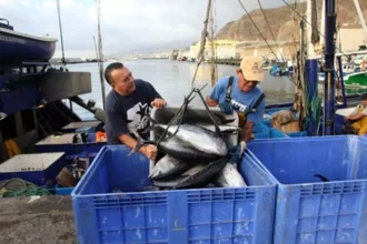 Canarias - pesca