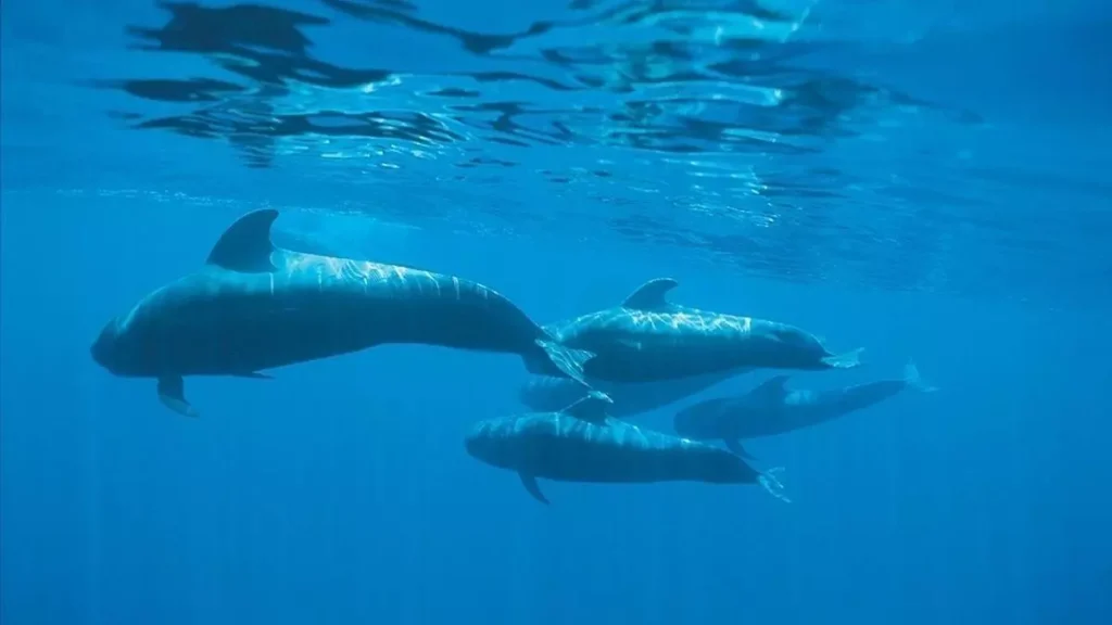 ballenas