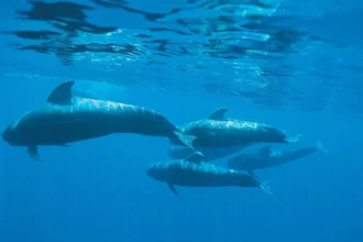 ballenas