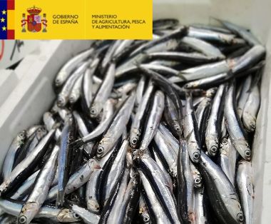 anchoa