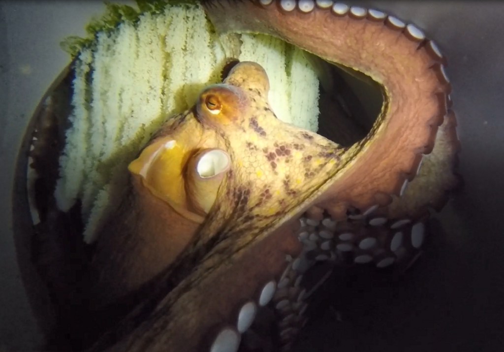 Nueva Pescanova - Pulpo - Puerto de Las Palmas