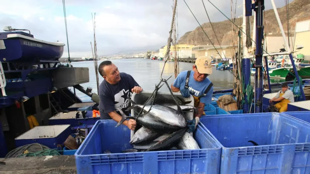 Canario - pesca