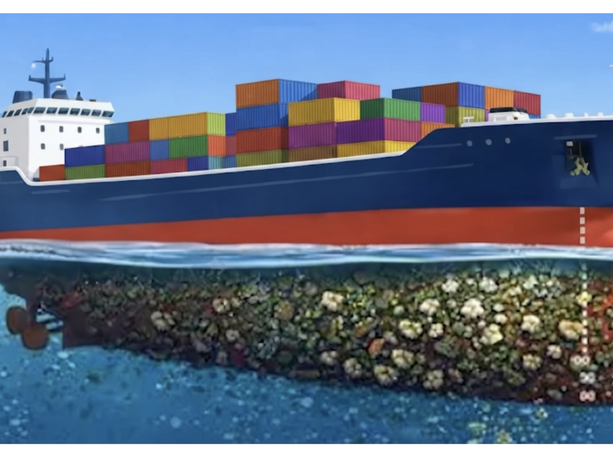 biofouling - ormuz
