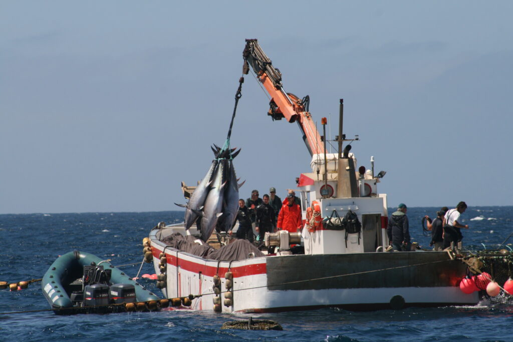 pesca