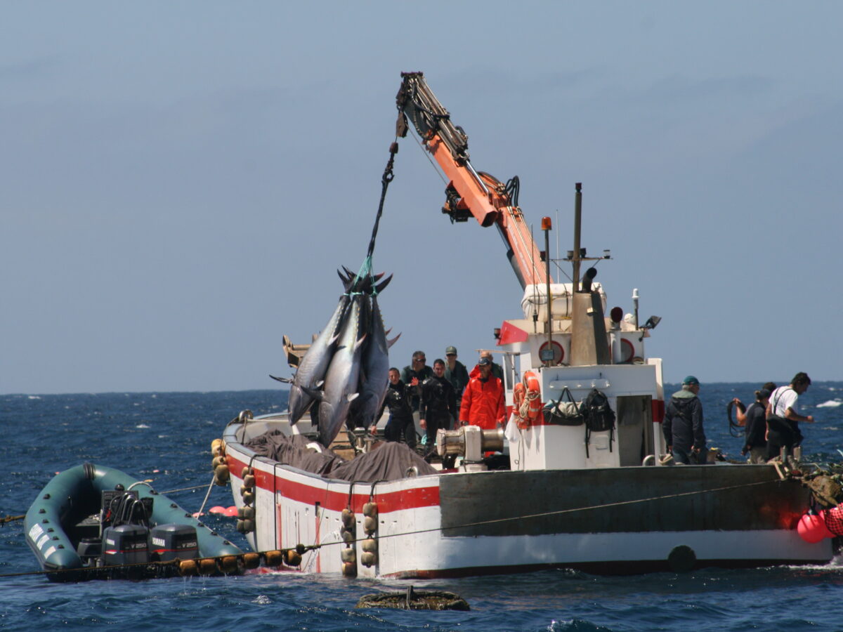 pesca